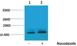Invitrogen Phospho-Histone H1 (Thr3) Polyclonal Antibody 100 &mu;L; Unconjugated:Antibodies,
