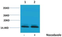 Invitrogen Phospho-Histone H2B (Ser14) Polyclonal Antibody 100 &mu;L; Unconjugated:Antibodies,