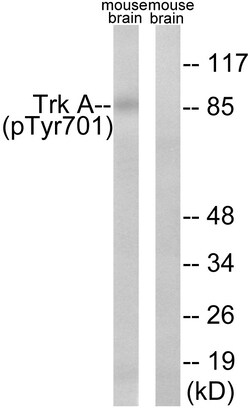 Invitrogen Phospho-TrkA (Tyr701) Polyclonal Antibody 100 &mu;L | Buy Online | Invitrogen&trade; | Fisher Scientific