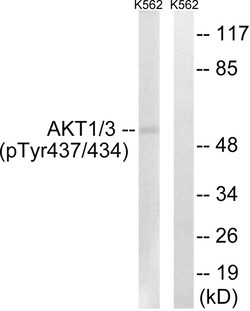 Invitrogen Phospho-AKT1/AKT3 (Tyr437, Tyr434) Polyclonal Antibody 100 &mu;L | Buy Online | Invitrogen&trade; | Fisher Scientific