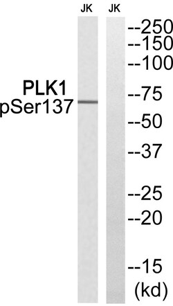 Invitrogen Phospho-PLK1 (Ser137) Polyclonal Antibody 100 &mu;L | Buy Online | Invitrogen&trade; | Fisher Scientific