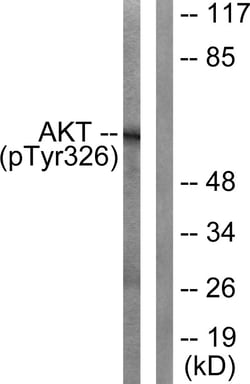 Invitrogen Phospho-AKT1 (Tyr326) Polyclonal Antibody 100 &mu;L; Unconjugated:Antibodies,
