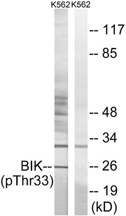 Invitrogen Phospho-BIK (Thr33) Polyclonal Antibody 100 &mu;L | Buy Online | Invitrogen&trade; | Fisher Scientific