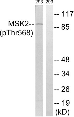 Invitrogen Phospho-MSK2 (Thr568) Polyclonal Antibody 100 &mu;L; Unconjugated:Antibodies,