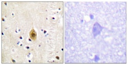 Invitrogen Phospho-MST1 (STK4) (Thr183) Polyclonal Antibody 100 &mu;L;