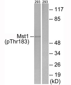 Invitrogen Phospho-MST1 (STK4) (Thr183) Polyclonal Antibody 100 &mu;L;