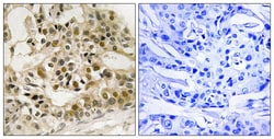 Invitrogen Phospho-Myb (Ser532) Polyclonal Antibody 100 &mu;L; Unconjugated:Antibodies,