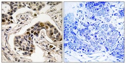 Invitrogen Phospho-NUDC (Ser326) Polyclonal Antibody 100 &mu;L; Unconjugated:Antibodies,