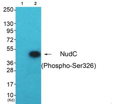 Invitrogen Phospho-NUDC (Ser326) Polyclonal Antibody 100 &mu;L | Buy Online | Invitrogen&trade; | Fisher Scientific