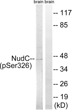 Invitrogen Phospho-NUDC (Ser326) Polyclonal Antibody 100 &mu;L | Buy Online | Invitrogen&trade; | Fisher Scientific