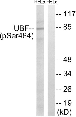 Invitrogen Phospho-UBF-1 (Ser484) Polyclonal Antibody 100 &mu;L | Buy Online | Invitrogen&trade; | Fisher Scientific