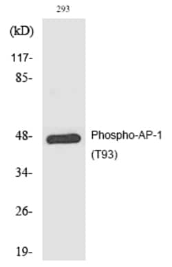 Invitrogen Phospho-c-Jun (Thr93) Polyclonal Antibody 100 &mu;L; Unconjugated:Antibodies,