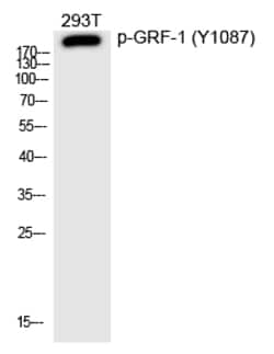 Invitrogen Phospho-GRF-1 (Tyr1087) Polyclonal Antibody 100 &mu;L; Unconjugated:Antibodies,