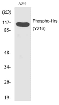 Invitrogen Phospho-HGS (Tyr216) Polyclonal Antibody 100 &mu;L; Unconjugated:Antibodies,