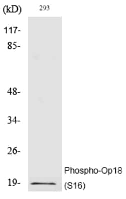 Invitrogen Phospho-Stathmin 1 (Ser16) Polyclonal Antibody 100 &mu;L | Buy Online | Invitrogen&trade; | Fisher Scientific