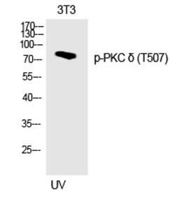 Invitrogen Phospho-PKC delta (Thr507) Polyclonal Antibody 100 &mu;L | Buy Online | Invitrogen&trade; | Fisher Scientific
