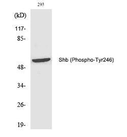 Invitrogen Phospho-SHB (Tyr246) Polyclonal Antibody 100 &mu;L | Buy Online | Invitrogen&trade; | Fisher Scientific