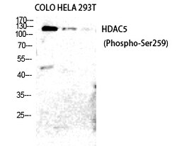 Invitrogen Phospho-HDAC5/HDAC9 (Ser259, Ser220) Polyclonal Antibody 100 &mu;L | Buy Online | Invitrogen&trade; | Fisher Scientific