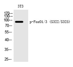 Invitrogen Phospho-FOXO1/FOXO3 (Ser322, Ser325) Polyclonal Antibody 100