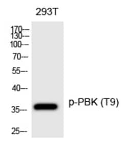 Invitrogen Phospho-PBK (Thr9) Polyclonal Antibody 100 &mu;L | Buy Online | Invitrogen&trade; | Fisher Scientific