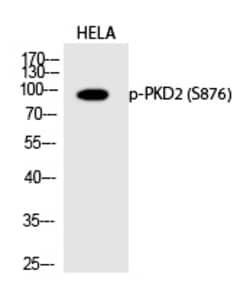 Invitrogen Phospho-PRKD2 (Ser876) Polyclonal Antibody 100 &mu;L; Unconjugated:Antibodies,