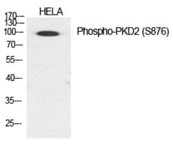 Invitrogen Phospho-PRKD2 (Ser876) Polyclonal Antibody 100 &mu;L; Unconjugated:Antibodies,