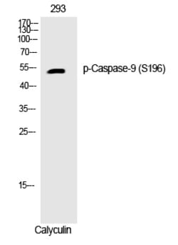 Invitrogen Phospho-Caspase 9 (Ser196) Polyclonal Antibody 100 &mu;L; Unconjugated:Antibodies,