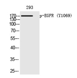 Invitrogen Phospho-EGFR (Tyr1069) Polyclonal Antibody 100 &mu;L | Buy Online | Invitrogen&trade; | Fisher Scientific