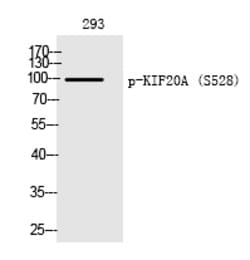 Invitrogen Phospho-KIF20A (Ser528) Polyclonal Antibody 100 &mu;L | Buy Online | Invitrogen&trade; | Fisher Scientific