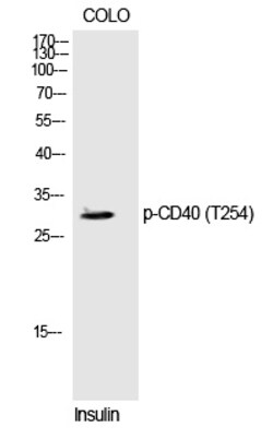 Invitrogen Phospho-CD40 (Thr254) Polyclonal Antibody 100 &mu;L | Buy Online | Invitrogen&trade; | Fisher Scientific