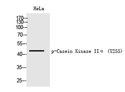 Invitrogen Phospho-CK2 alpha-1 (Tyr255) Polyclonal Antibody 100 &mu;L | Buy Online | Invitrogen&trade; | Fisher Scientific