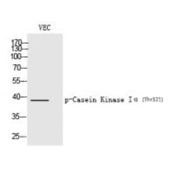 Invitrogen Phospho-CK1 alpha (Tyr321) Polyclonal Antibody 100 &mu;L | Buy Online | Invitrogen&trade; | Fisher Scientific