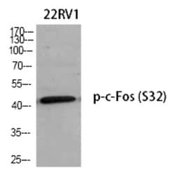 Invitrogen Phospho-c-Fos (Ser32) Polyclonal Antibody 100 &mu;L | Buy Online | Invitrogen&trade; | Fisher Scientific