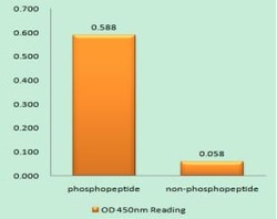 Invitrogen Phospho-CD5 (Tyr453) Polyclonal Antibody 100 &mu;L | Buy Online | Invitrogen&trade; | Fisher Scientific