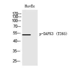 Invitrogen Phospho-ZIPK (Thr265) Polyclonal Antibody 100 &mu;L; Unconjugated:Antibodies,
