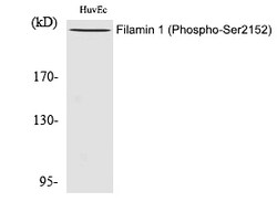 Invitrogen Phospho-Filamin A (Ser2152) Polyclonal Antibody 100 &mu;L; Unconjugated:Anticuerpos