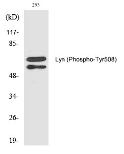 Invitrogen Phospho-Lyn (Tyr508) Polyclonal Antibody 100 &mu;L | Buy Online | Invitrogen&trade; | Fisher Scientific