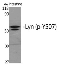 Invitrogen Phospho-Lyn (Tyr508) Polyclonal Antibody 100 &mu;L | Buy Online | Invitrogen&trade; | Fisher Scientific