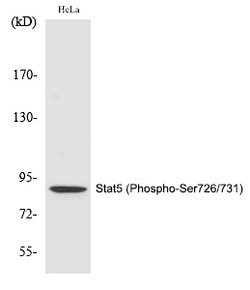 Invitrogen Phospho-STAT5 alpha/beta (Ser726, Ser731) Polyclonal Antibody 100 &mu;L | Buy Online | Invitrogen&trade; | Fisher Scientific