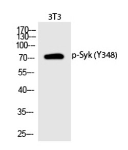 Invitrogen Phospho-Syk (Tyr348) Polyclonal Antibody 100 &mu;L | Buy Online | Invitrogen&trade; | Fisher Scientific