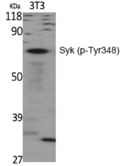 Invitrogen Phospho-Syk (Tyr348) Polyclonal Antibody 100 &mu;L | Buy Online | Invitrogen&trade; | Fisher Scientific