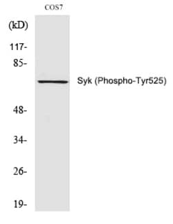 Invitrogen Phospho-Syk (Tyr525) Polyclonal Antibody 100 &mu;L | Buy Online | Invitrogen&trade; | Fisher Scientific