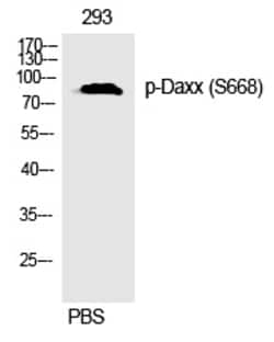 Invitrogen Phospho-DAXX (Ser668) Polyclonal Antibody 100 &mu;L | Buy Online | Invitrogen&trade; | Fisher Scientific