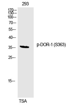Invitrogen Phospho-OPRD1 (Ser363) Polyclonal Antibody 100 &mu;L; Unconjugated:Antibodies,