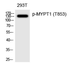 Invitrogen Phospho-MYPT1 (Thr853) Polyclonal Antibody 100 &mu;L | Buy Online | Invitrogen&trade; | Fisher Scientific