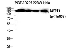 Invitrogen Phospho-MYPT1 (Thr853) Polyclonal Antibody 100 &mu;L | Buy Online | Invitrogen&trade; | Fisher Scientific