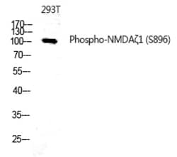 Invitrogen Phospho-NMDAR1 (Ser896) Polyclonal Antibody 100 &mu;L; Unconjugated:Antibodies,