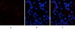 Invitrogen Phospho-p38 MAPK (Tyr323) Polyclonal Antibody 100 &mu;L; Unconjugated:Antibodies,