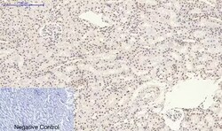 Invitrogen Phospho-p38 MAPK (Tyr323) Polyclonal Antibody 100 &mu;L; Unconjugated:Antibodies,
