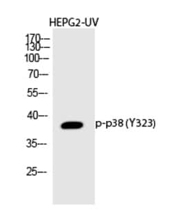 Invitrogen Phospho-p38 MAPK (Tyr323) Polyclonal Antibody 100 &mu;L; Unconjugated:Antibodies,